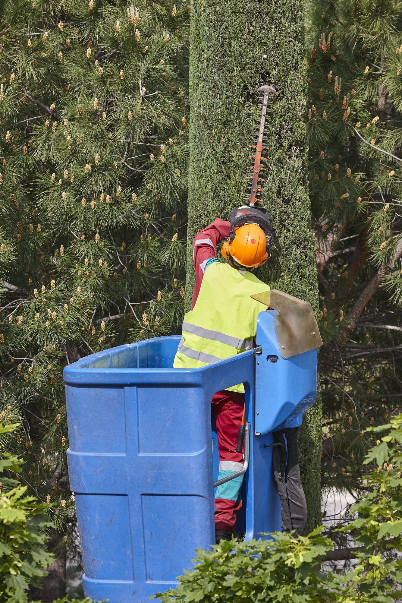 Gardener pruning a cypress on a crane. Seasonal trees maintenance